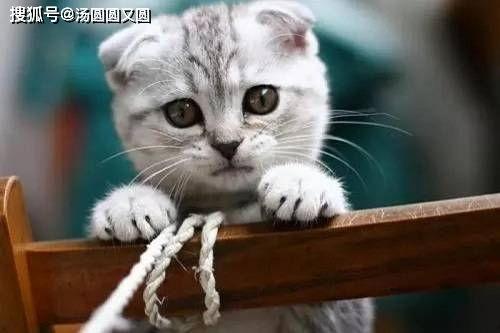 娱乐吃瓜君七七的折耳猫