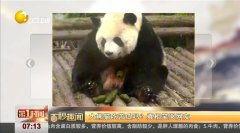 娱乐吃瓜熊猫视频在线观看,在线观看，笑料连连